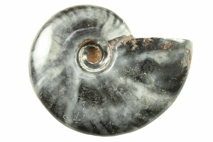 Black Polished Ammonite Fossils - 2 to 2 1/2" Size - Photo 1